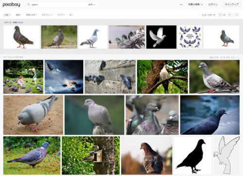 Pigeons_Photos